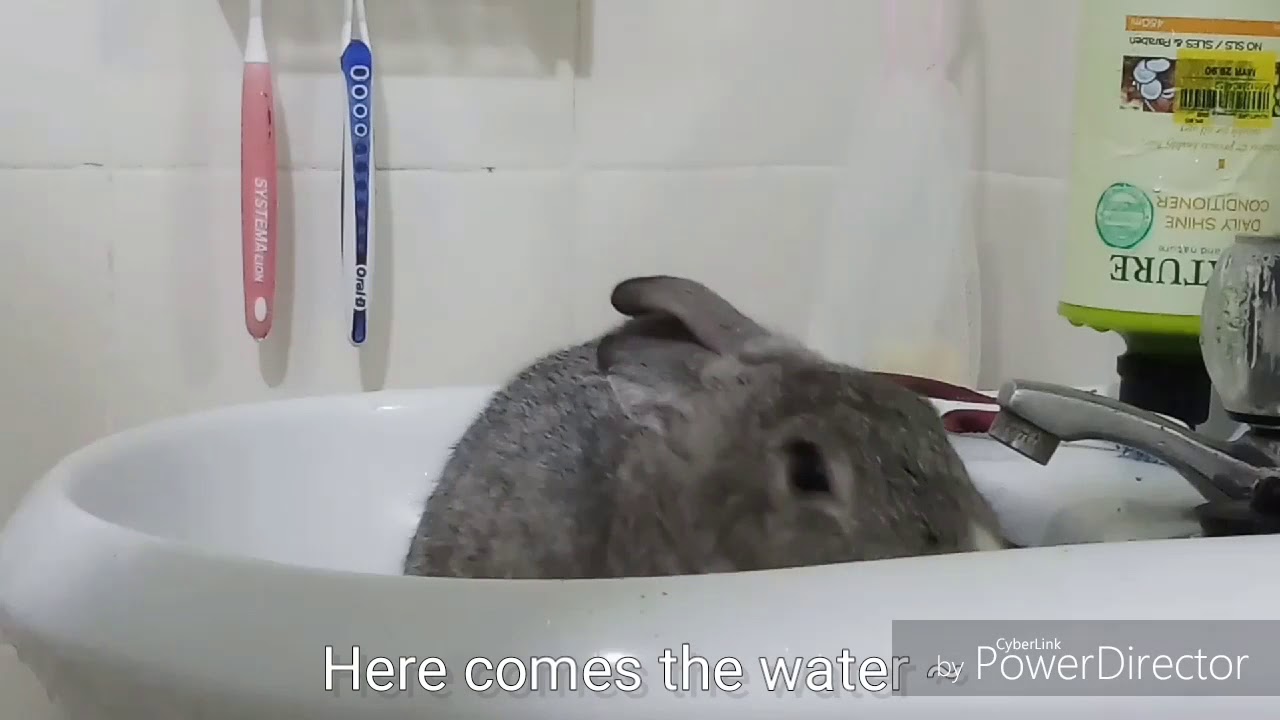 Rabbit SCREAMS while taking a bath