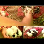 My cute baby rabbit sleeping - cute baby rabbit videos
