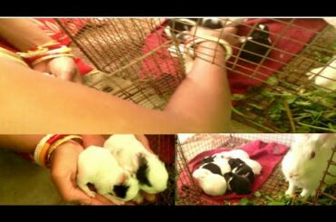 My cute baby rabbit sleeping - cute baby rabbit videos