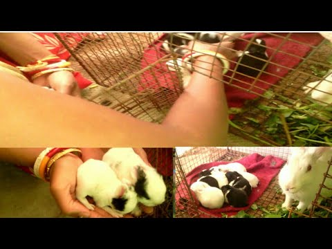 My cute baby rabbit sleeping - cute baby rabbit videos