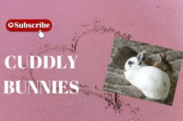 Bonded Rabbits | Gizmo And Daisy Rabbit Cuddling | Cute Bunnies