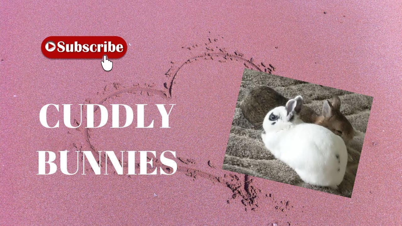 Bonded Rabbits | Gizmo And Daisy Rabbit Cuddling | Cute Bunnies