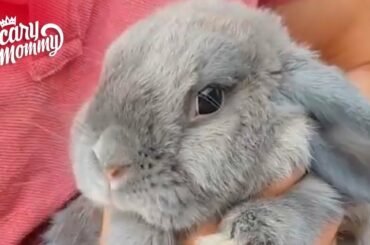 Meet Smudge - The World's Friendliest Bunny! | Time Out