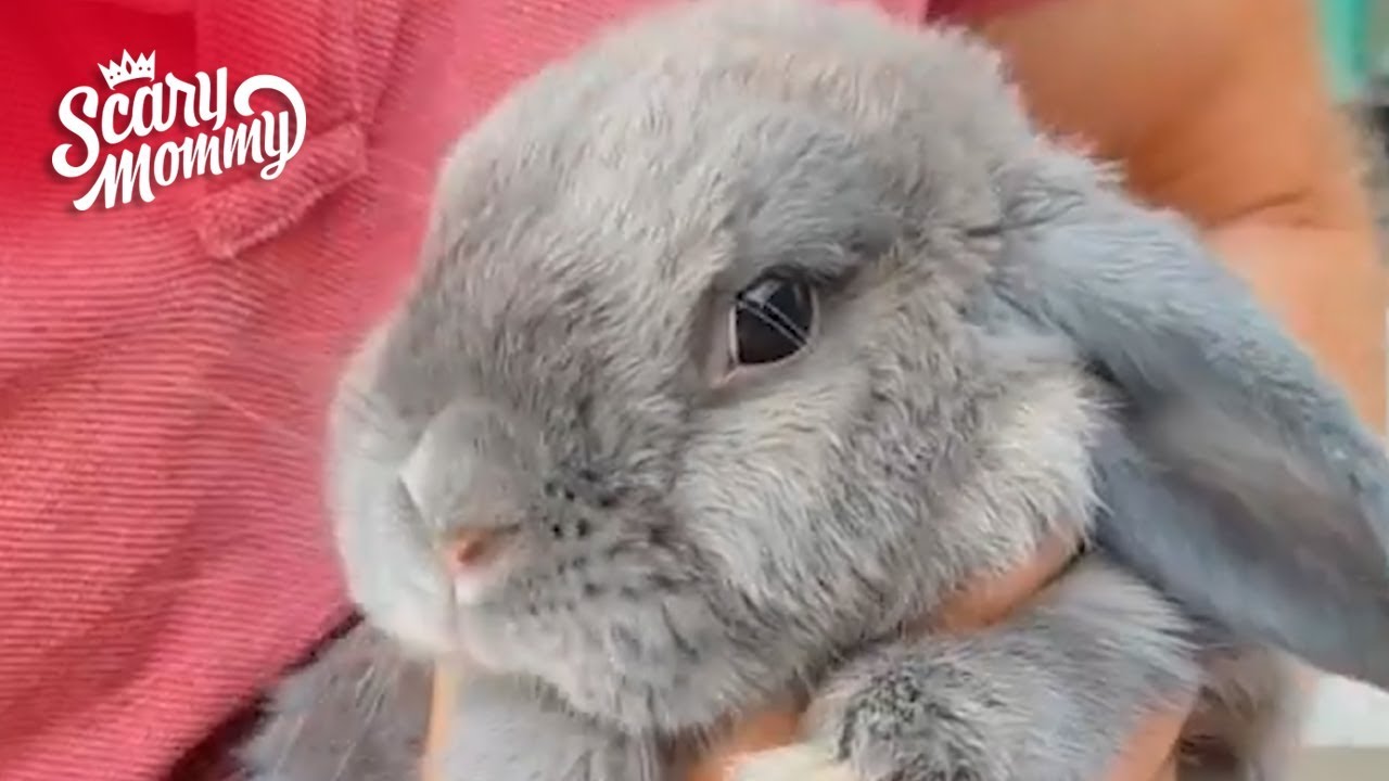 Meet Smudge - The World's Friendliest Bunny! | Time Out