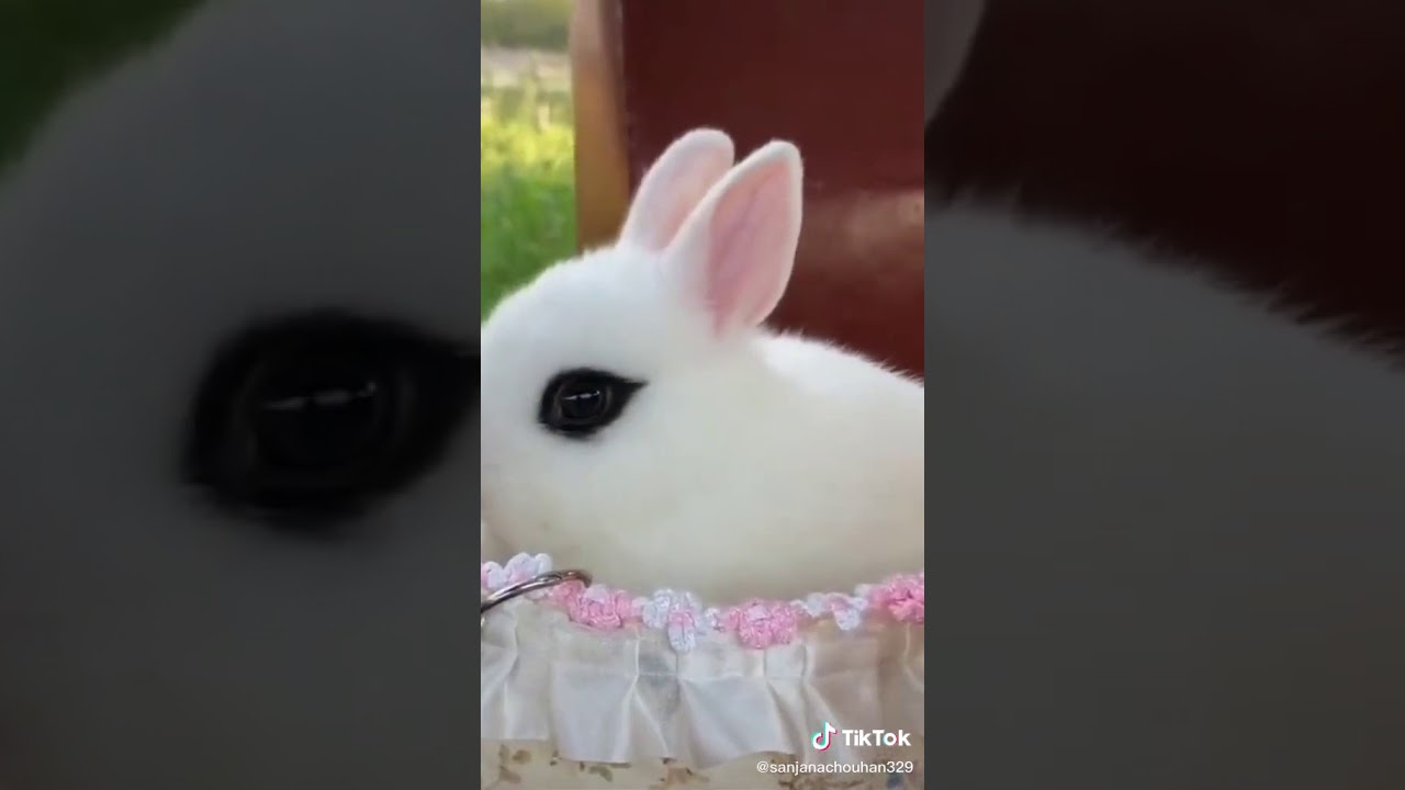 So cute rabbit it is so beautiful