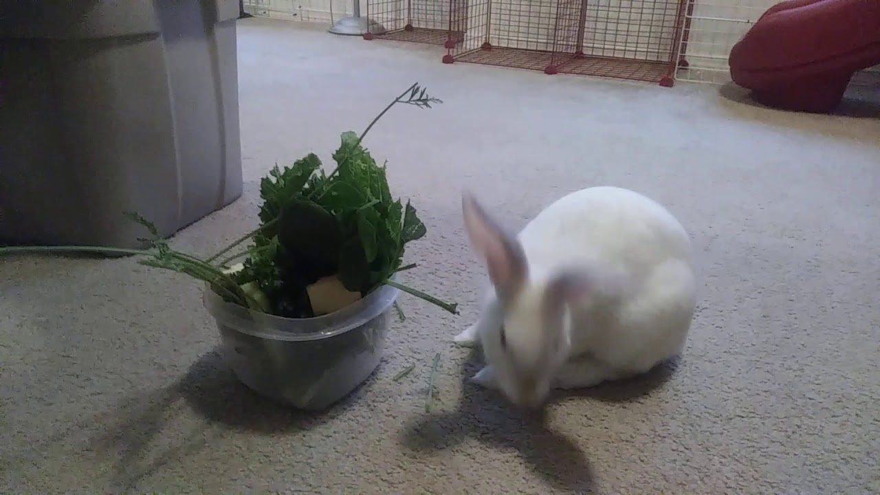 🐇 Watch this bunny hop and eat for 1 minute (SO CUTE!) 😱