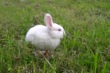Cute Rabbit Enjoying in the Garden