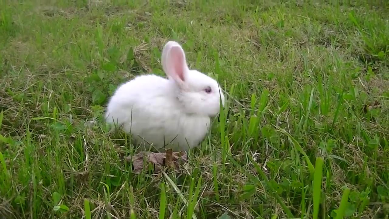 Cute Rabbit Enjoying in the Garden