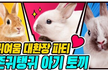 편집자의 온기만 남아있는 영상입니다(귀여워서 사망🤪) | Too much cute baby rabbits