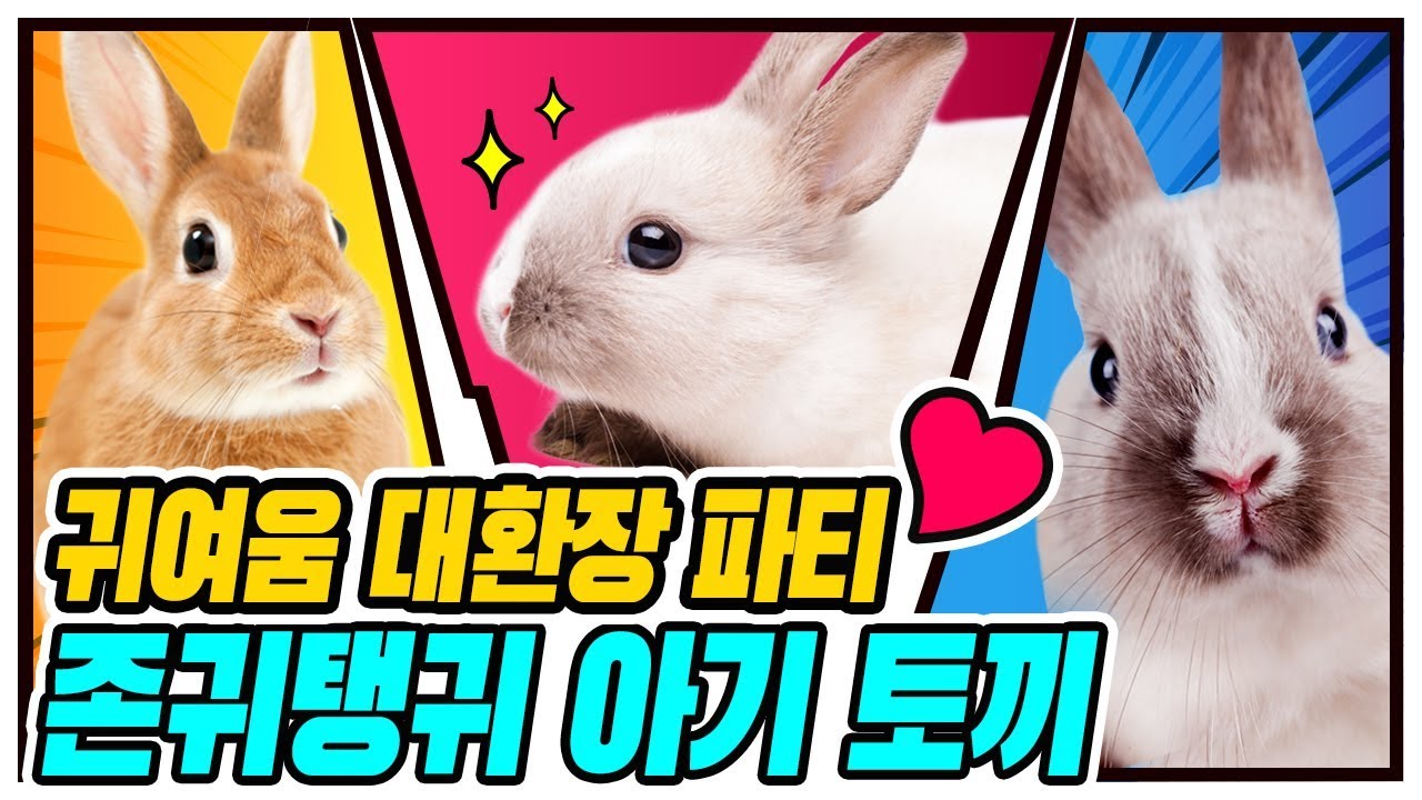 편집자의 온기만 남아있는 영상입니다(귀여워서 사망🤪) | Too much cute baby rabbits