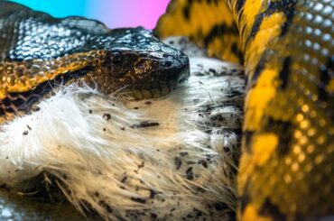 MY GIANT ANACONDA EATING A HUGE RABBIT!! GETTING NEW AWESOME SNAKES!! | BRIAN BARCZYK