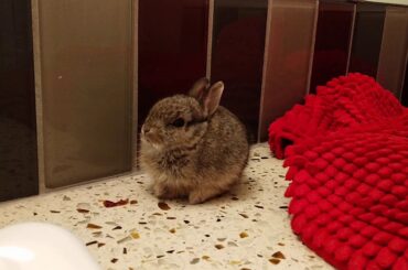 Tu Tu bunny doesn't like peach skin