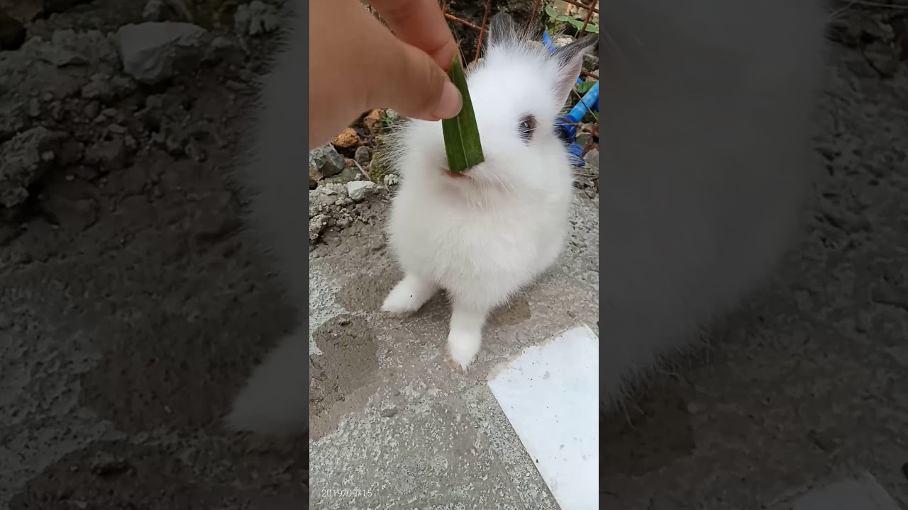 Cute eating rabbit