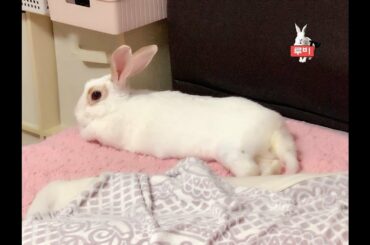 Cute bunny rabbit's Day 토끼루비의 하루 ~ 토끼키우기