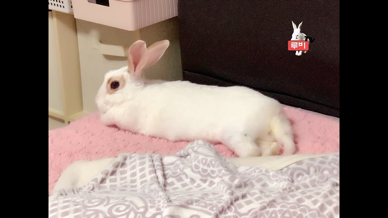 Cute bunny rabbit's Day 토끼루비의 하루 ~ 토끼키우기