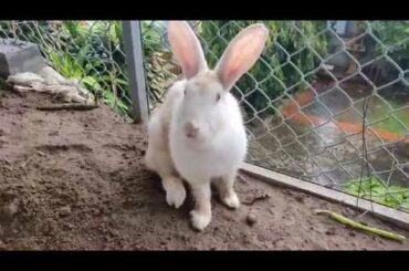 Cute Rabbit ❤️ Rabbit eating