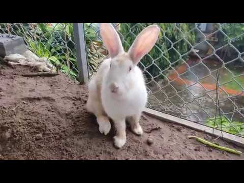 Cute Rabbit ❤️ Rabbit eating
