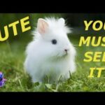Rabbit - Lionhead: Cute, Funny and Beautiful Bunnies Compilation
