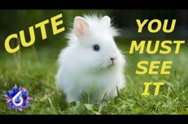 Rabbit - Lionhead: Cute, Funny and Beautiful Bunnies Compilation