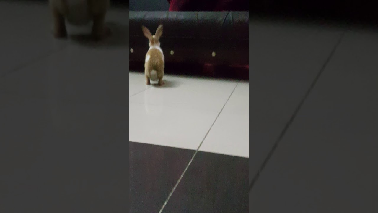 Cute rabbit grooming his self and more