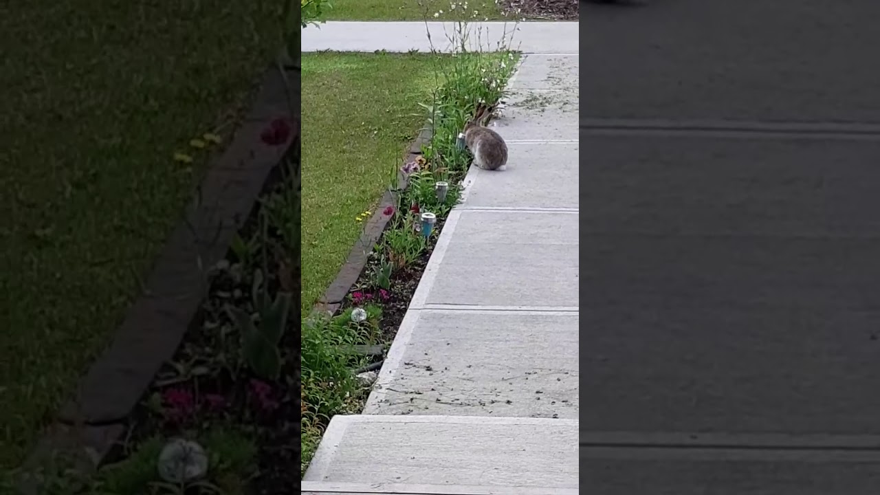 A cute bunny visiting me🤗