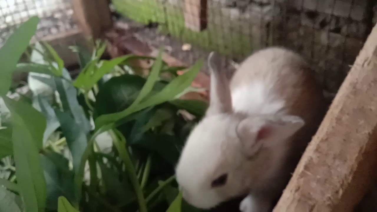 My cute bunnies