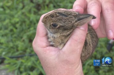 NC woman helps squirrels, rabbits and possums after Hurricane Dorian