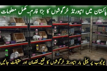 Modern Rabbit Farm in Pakistan||Rabbits Cage System|Imported Rabbit Setup|Rabbit Farming in Pakistan
