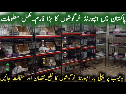 Modern Rabbit Farm in Pakistan||Rabbits Cage System|Imported Rabbit Setup|Rabbit Farming in Pakistan