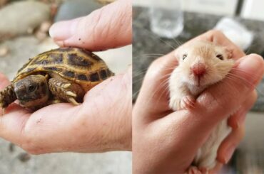 Cute Pets Video 😍 My Heart is Melting 💕 Cute Animals Compilation 2019