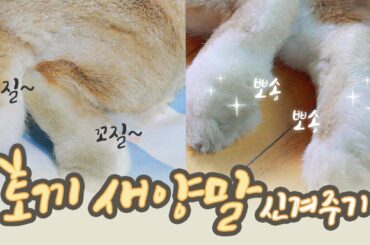 토끼 키우기 (*ꆤ.̫ꆤ*) 꽃돌이(토끼)에게 뽀송~한 새 양말 신겨주기! 토끼 목욕 없이 하얀 발바닥 유지하는 노하우 꿀팁 대공개!