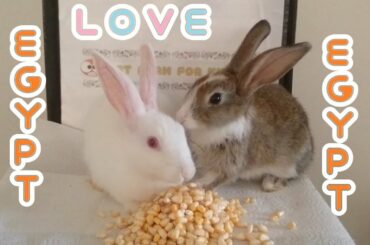 RABBİT EATİNG EGYPT ASMR & RABBİT ROMEO AND JULİET