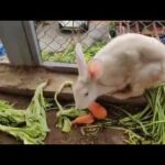 My cute Rabbit ❤️ Rabbit eating