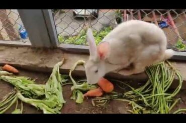 My cute Rabbit ❤️ Rabbit eating