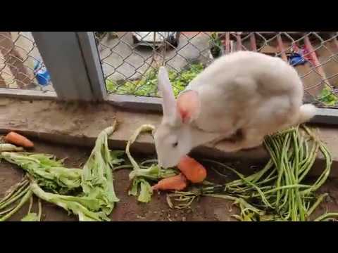 My cute Rabbit ❤️ Rabbit eating
