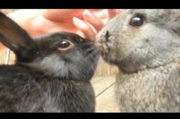 Cute Rabbit steals treat!!