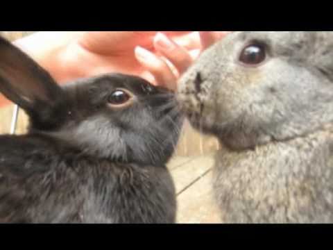 Cute Rabbit steals treat!!