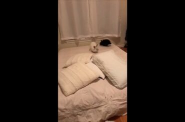 BABY BUNNIES PLAYING TAG :)