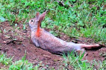 Wild Rabbit Dust Bathing Spa