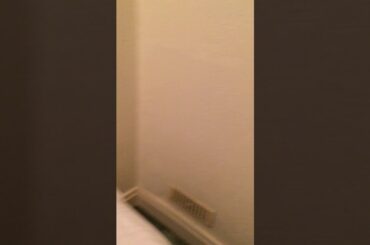 Cute bunny rabbit gets so excited for treats