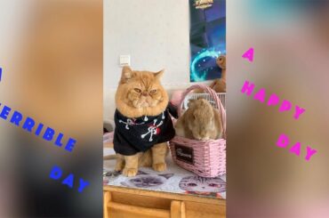 A Cat With A Rabbit Life,Cute Animal