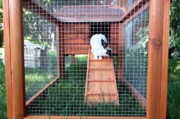 Lilly and Clover Go in Their Hutch for the First Time
