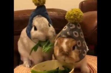 The cute rabbit couple eating Spinach