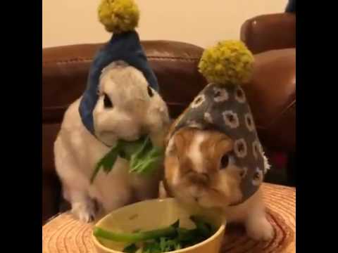The cute rabbit couple eating Spinach