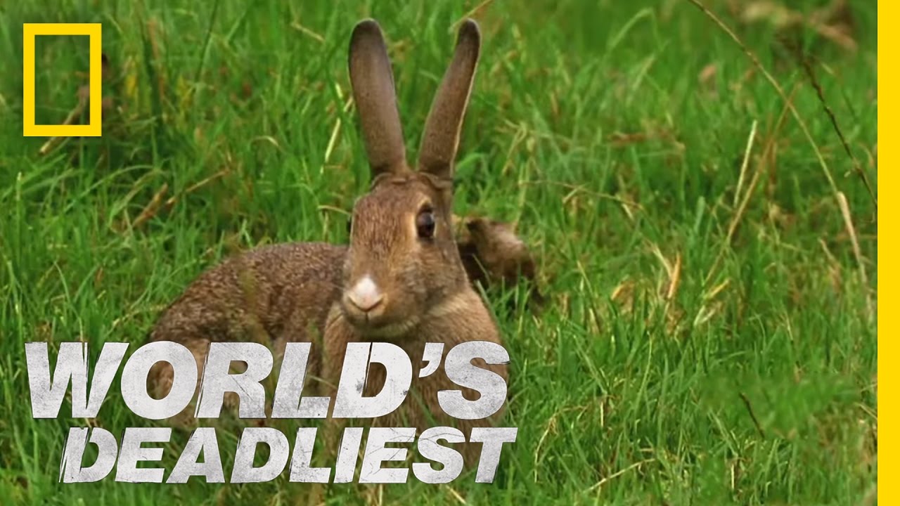Stoat Hypnotizes Rabbit | World's Deadliest