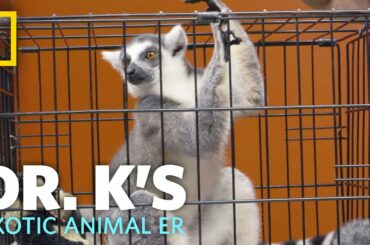 A Little Bit of Lemur Love | Dr. K's Exotic Animal ER