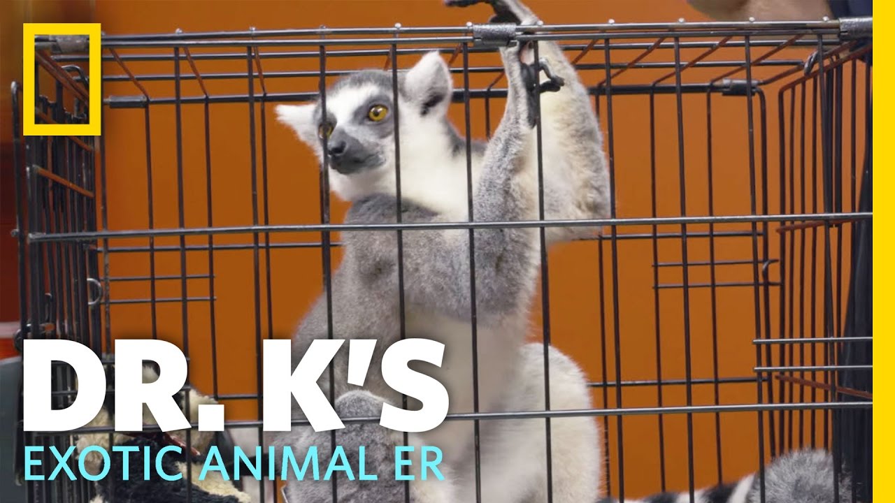 A Little Bit of Lemur Love | Dr. K's Exotic Animal ER