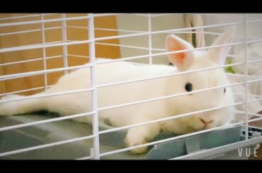 [VLOG] Bunny Grooming, Playing, Sleeping :) 미국 일상 토끼 브이로그