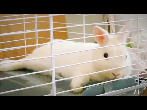 [VLOG] Bunny Grooming, Playing, Sleeping :) 미국 일상 토끼 브이로그