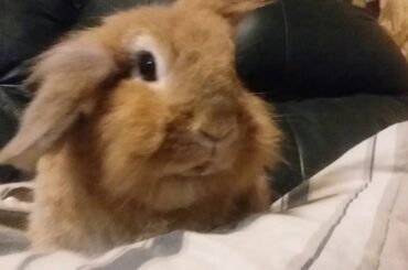 Cute Bunny Mouf